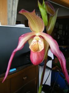 Phragmipedium Fliquet