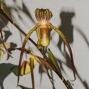 <i>Paphiopedilum</i> Duke of Earl