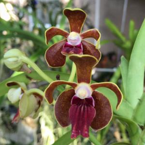 Vanda Limbo Dancer