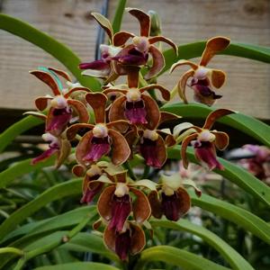 Vanda Limbo Dancer