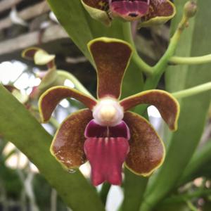 Vanda Limbo Dancer