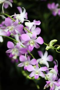 Dendrobium Lucian Pink