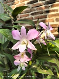 Dendrobium Lucian Pink