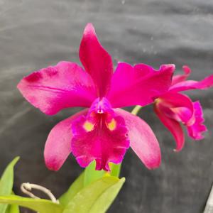 Rhyncholaeliocattleya George Suzuki