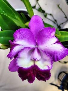 Cattleya Mari's Love