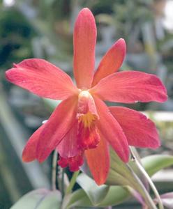 Cattleya Red Berry