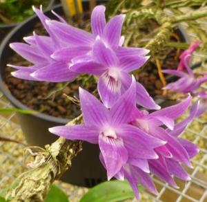 Dendrobium Mingle's Sapphire