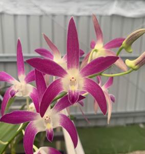 Dendrobium Gracemere