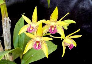 Dendrobium Jazz