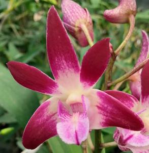 Dendrobium Tosca