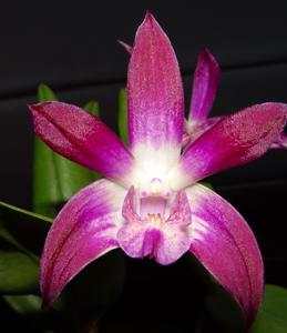 Dendrobium Tosca