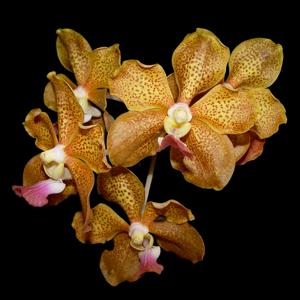 Vanda Happy Smile