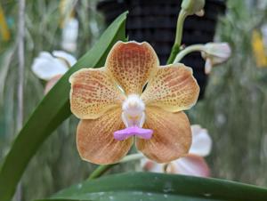 Vanda Happy Smile