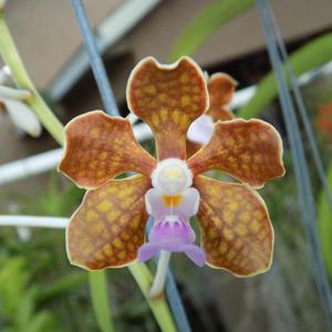 Vanda Maria Teresa Ramirez