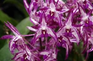 Dendrobium Victorian Bride