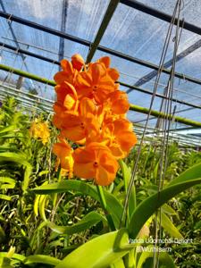 Vanda Udomchai Delight