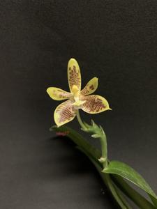 Phalaenopsis Paul Vincent