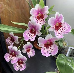 Miltoniopsis Maui Mist