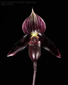 Paphiopedilum Blackberry Delight