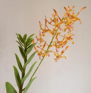 Dendrobium Malayan Orange