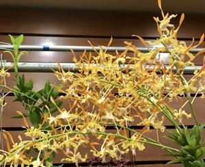 Dendrobium Malayan Orange