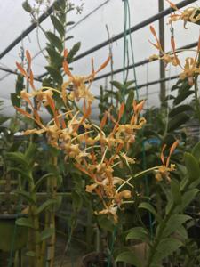 Dendrobium Malayan Orange