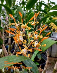 Dendrobium Malayan Orange