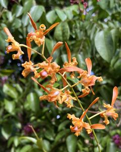 Dendrobium Orange Star