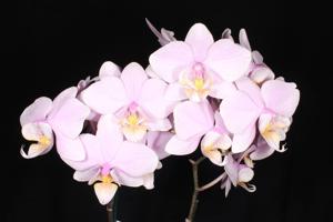 Phalaenopsis Pinlong Cheris