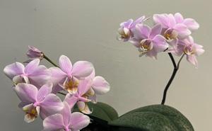 Phalaenopsis Pinlong Cheris