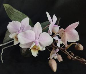 Phalaenopsis Pinlong Cheris