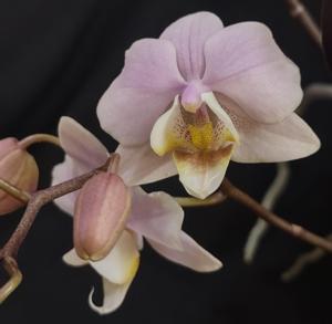 Phalaenopsis Pinlong Cheris