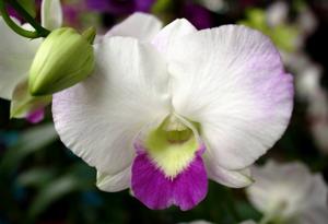 Dendrobium Burana Pearl