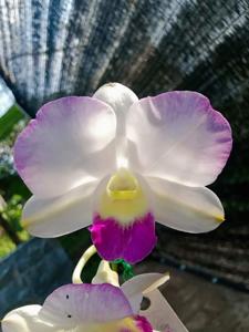 Dendrobium Burana Pearl