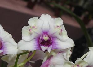 Dendrobium Burana Pink