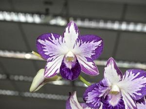 Dendrobium Burana Pink