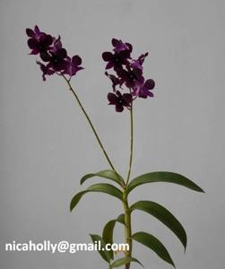 Dendrobium Black Cat