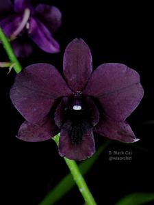 Dendrobium Black Cat