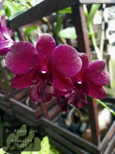 Dendrobium Black Cat