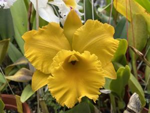 Rhyncholaeliocattleya Memoria Srivilas Gold