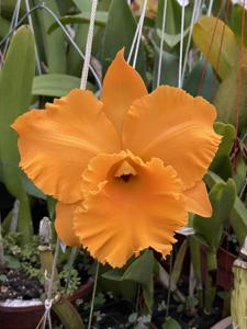 Rhyncholaeliocattleya Memoria Srivilas Gold