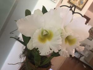 Rhyncholaeliocattleya White Diamond