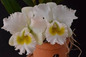 Rhyncholaeliocattleya White Diamond