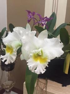 Rhyncholaeliocattleya White Diamond