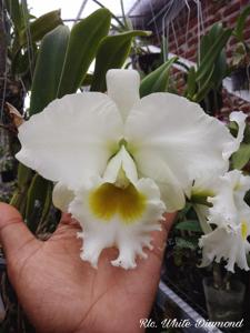 Rhyncholaeliocattleya White Diamond