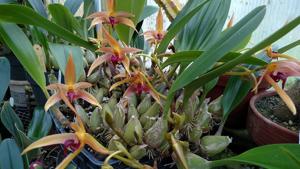 <i>Bulbophyllum</i> Frank Smith
