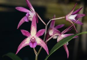 Dendrobium Coote