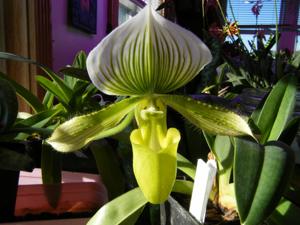 Paphiopedilum Hsinying Majakun