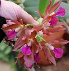 Cattlianthe Borecka's Brilliant