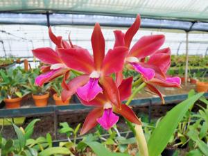 Cattlianthe Borecka's Brilliant